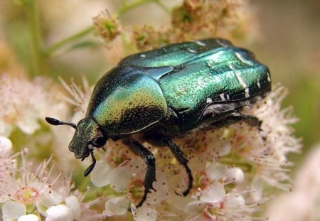 Beatle - beatle, shell, flower, legs