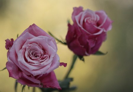 Rose - nature, rose, flower, pink