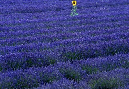 Contrasting Beauty - beauty, contrasting, alone, flower