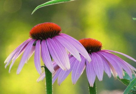 My garden - nice, echinae, summer, beautiful