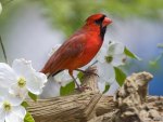 cardinal on a branch