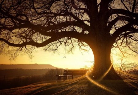 fabulous_digital_art - bench, tree, abstract, sun