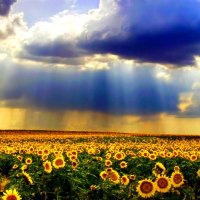 SUN FLOWER FIELD