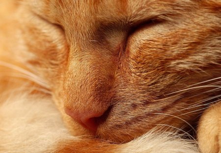 Red Tabby - cat, red, tabby, sleeping