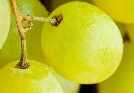 Do It Yourself Chardonnay Kit - wet, vine, grape, green