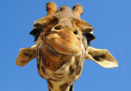 Very Interesting - animal, giraffe, ears, neck, long