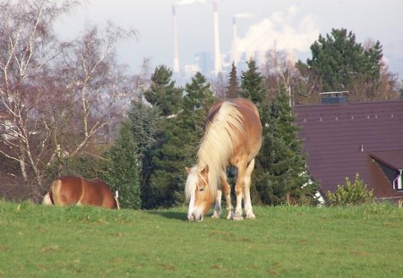 Horse on a field - nature, horse, animal, industry, harmony