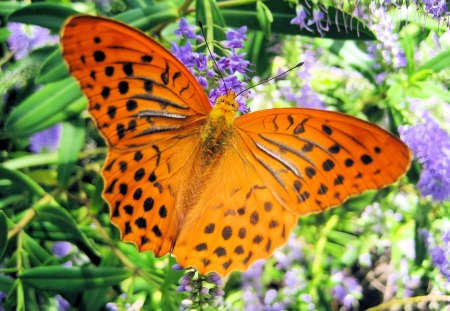 Butterfly - bugs, nature, orange, butterfly