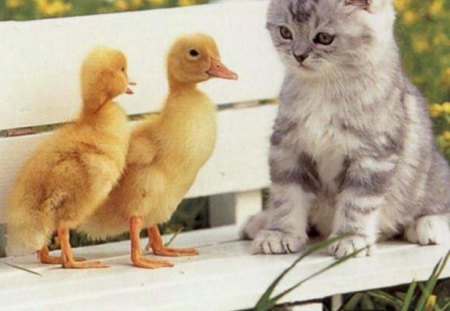 Cute Cat - bench, ducks, cute, cat