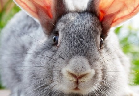 Bunny - cute, grey, bunny, sniffing