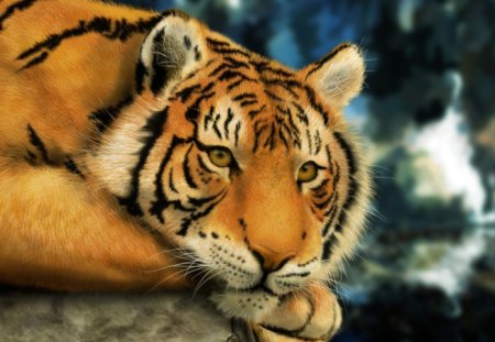 Tiger - black, tiger, orange, beautiful