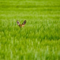 Hiding in the grass