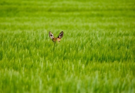 Hiding in the grass