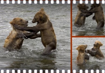 BEAR CUBS PLAYING - bears, cubs, cute, playing