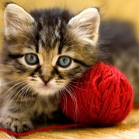 Kitty with wool ball