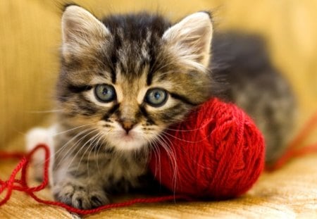 Kitty with wool ball