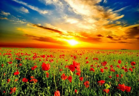 Field at sunrise - beautiful, sundown, harmony, grass, fresh, light, golden, field, nature, sunset, red, glow, meadow, pretty, sky, sunny, poppies, nice, clouds, lovely, orange, sunrise, green, sunshine