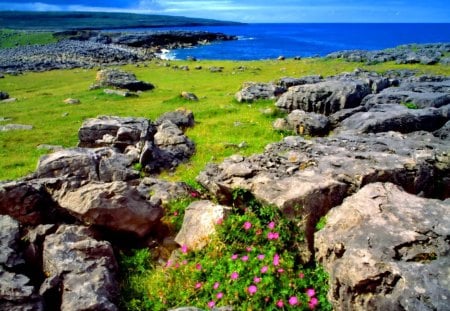 Costal wildflowers - pretty, summer, coast, blue, beach, grass, flowers, shore, nice, sky, clouds, water, beautiful, sea, lovely, ocean, stones, wildflowers, nature, green, delight, rocks