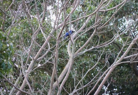 Centro treinamento - animais, batureza, escola, natureza