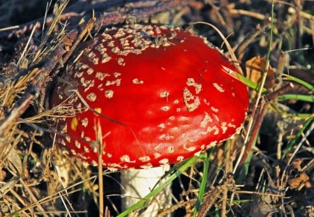 Red Mushroom - red, mushroom, wild, fungi