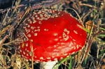 Red Mushroom