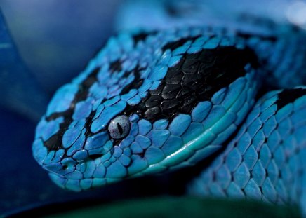 Snake - close-up, blue, snake, beautiful