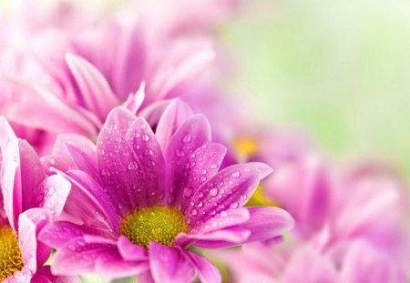 Delicate pink flowers - nice, fresh, freshness, soft, wet, bouquet, lovely, nature, pretty, gerbera, pink, beautiful, flowers, daisies, drops