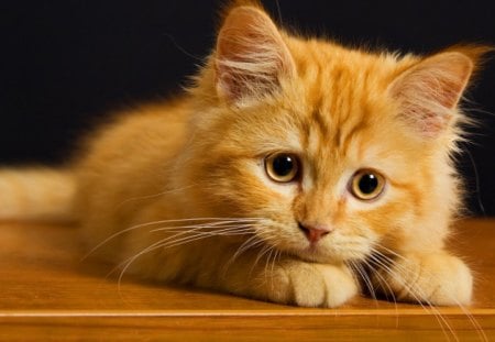 Get some rest - table, sweet, rest, cat, fluffy, kitten, look, cute, adorable, kitty