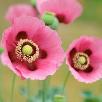 Pink Poppies