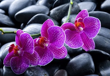 Spa still life - pretty, spa, beautiful, orchid, wet, colors, lovely, pink, still life, leaves, stones, flowers, purple, nice