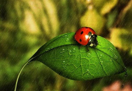 Rainy ladybird - rain, summer, leaf, bushes, nature, ladybird, leaves, green, drops