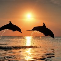 DOLPHINS