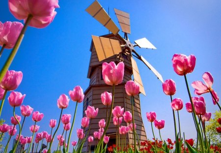 Tulips on mill background - summer, pink, tulips, wind, beautiful, flowers, mill, windmill, country, grass, countryside, sky, nice, view, lovely, nature