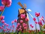 Tulips on mill background