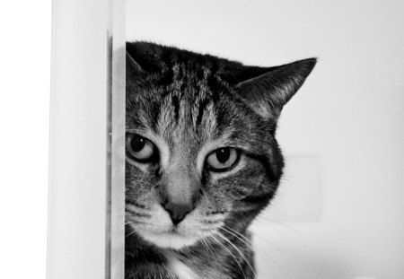 TABBY CAT - tabby, white, closeup, cat, photography, feline, black