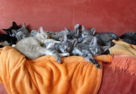 *** Cat's family on the couch ***