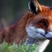 Red Fox