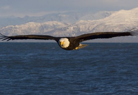 GREAT NORTH AMERICAN BALD EAGLE - ice, bald eagle, north american animals, nature, wildlife