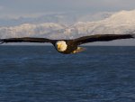 GREAT NORTH AMERICAN BALD EAGLE