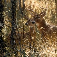 2 Deers In A Forest