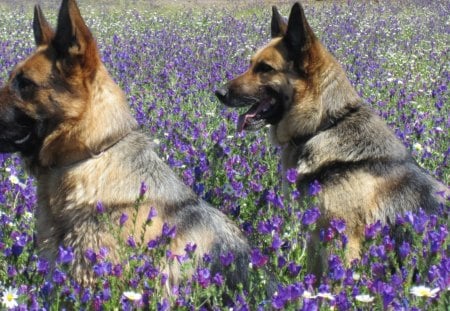 German Shepherd In Flowers - german shepherds, animals, pups, dogs, pets, meadow, flowers