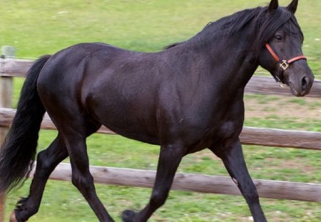 Trotting Friesian - nature, horses, black horse, friesian, animals