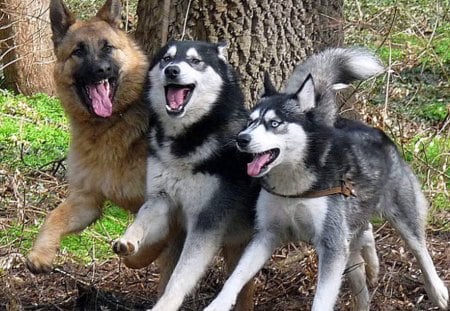 3 Friends - siberian husky, pets, alaskan malmute, wolf, german shepherd