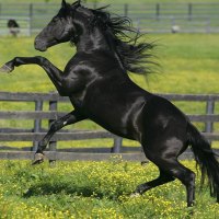 Friesian Stallion