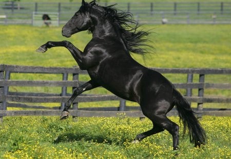 Friesian Stallion - nature, animals, black horses, mare, friesian stallion