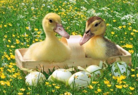 *** Ducks in the meadow ***