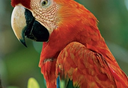 *** Red Parrot *** - red, color, birds, parrot