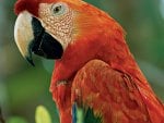 *** Red Parrot ***