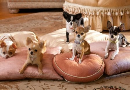 *** Lots of dogs *** - dogs, pillows, various, breeds