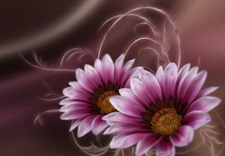 Gazania - flowers, gazania, purple, photoshop, background